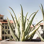 Agave In Citta 2* ליבורנו